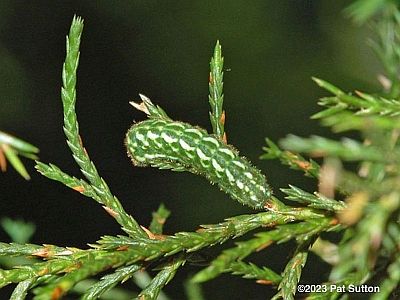 Juniper Hairstreak caterpillar