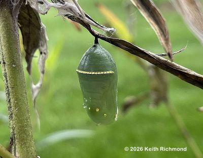 Monarch chrysalis