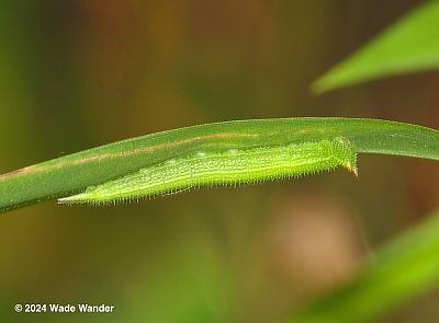 Caterpillar on Japanese Stiltgrass