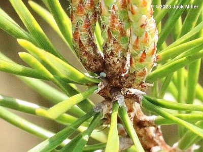 Eastern Pine Elfin egg