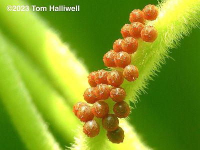 Pipevine Swallowtail eggs