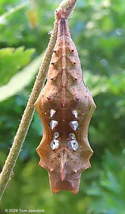 Question Mark chrysalis