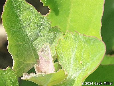 Common Sootywing egg