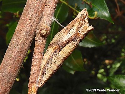 Eastern Tiger Swallowtail Chrysalis