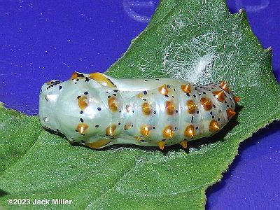 Variegated Fritillary chrysalis