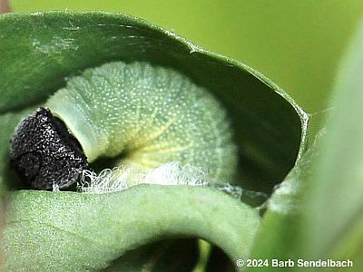 Wild Indigo Duskywing Caterpillar