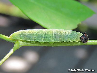 Wild Indigo Duskywing Egg