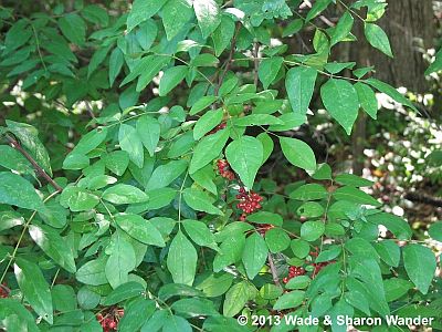 Common Prickly Ash