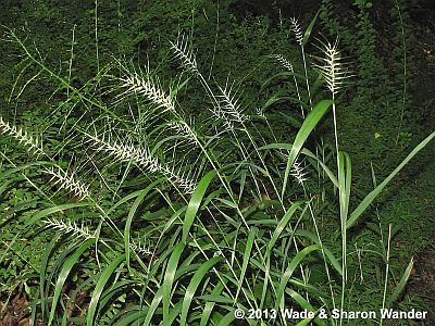 Bottlebrush Grass