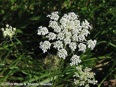 Queen Anne's Lace