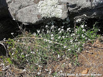 Falcate Orangetip