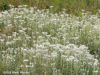 Pearly Everlasting