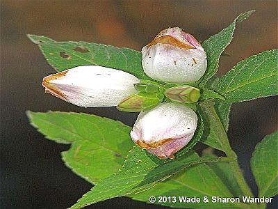 White Turtlehead