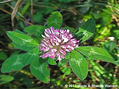 Red Clover