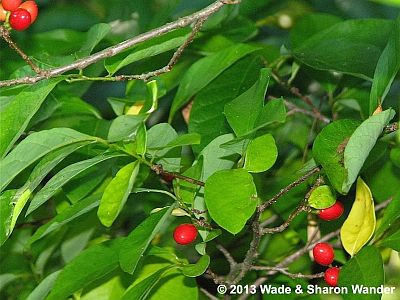 Spicebush