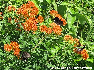 Butterfly Weed