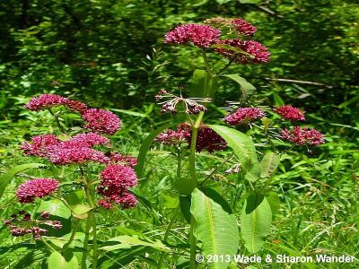 Purple Milkweed