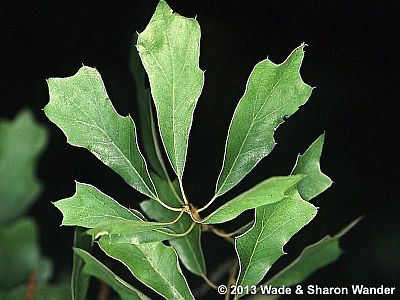 Scrub Oak