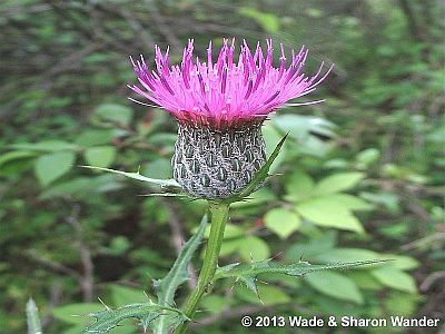 Swamp Thistle