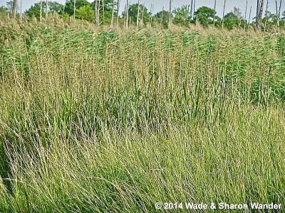 Saltmarsh Grasses