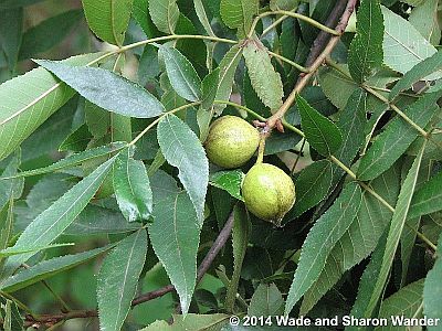 Bitternut Hickory