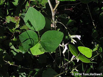 Hog Peanut