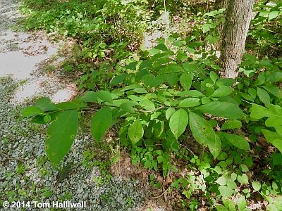 Spicebush