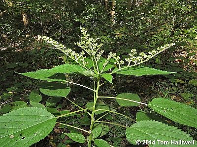 Wood Nettle