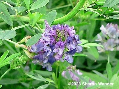 Alfalfa