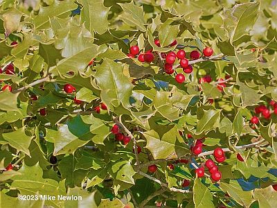 American Holly