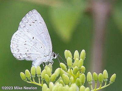 Summer Azure on Dogwood