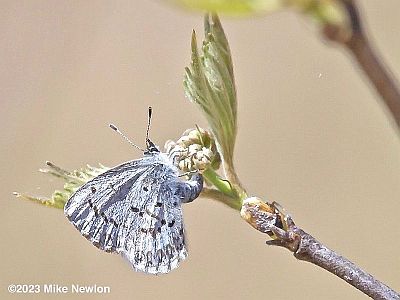 Spring Azure on Viburnum