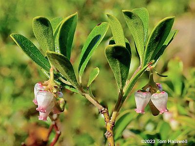 Bearberry Flower