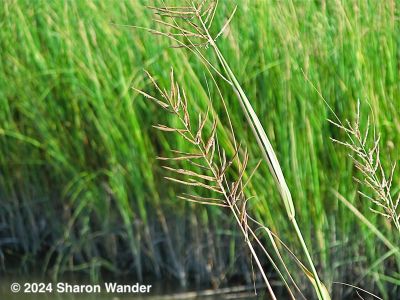 Big Cordgrass