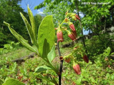 Black Huckleberry