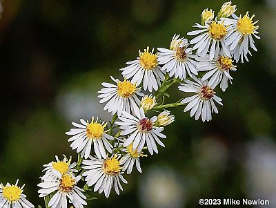 Calico Aster