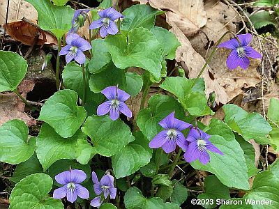 Common Blue Violet