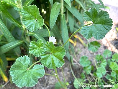 Common Mallow