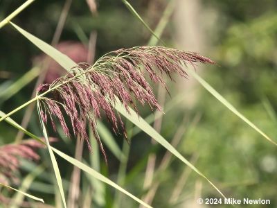 Common Reed