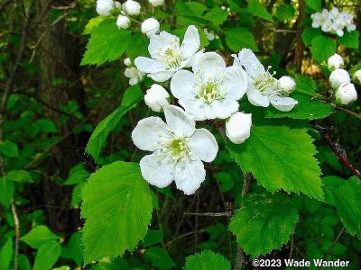 Hawthorn Flowers