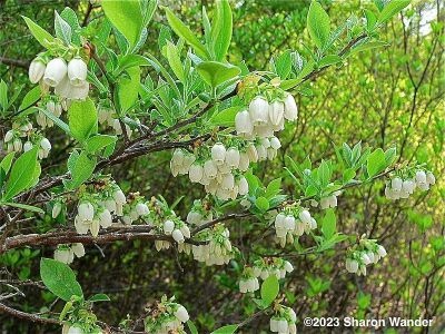 Highbush Blueberry