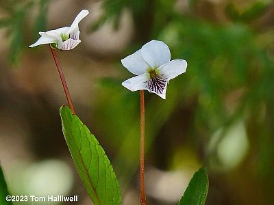 Bog White (aka Lance-leaved) Violet