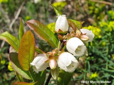 Lowbush Blueberry