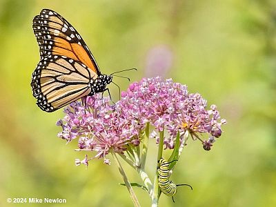 Swamp Milkweed