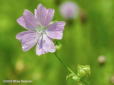 Musk Mallow