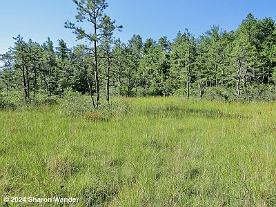 Pine Barrens bog habitat