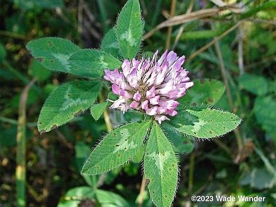 Red Clover