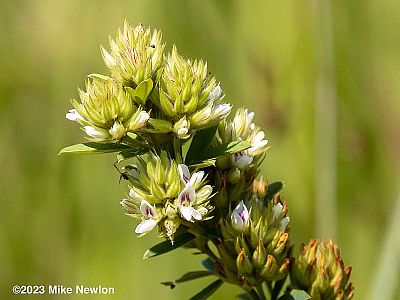 Roundhead Lespedeza