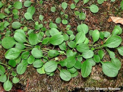 Foliage of Roundleaf Ragwort