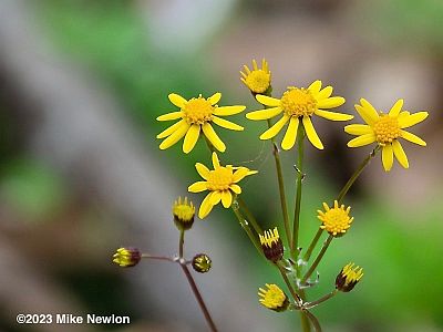 Flowers of Roundleaf Ragwort